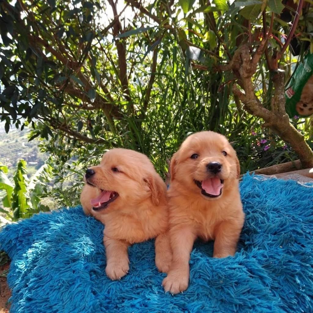 Cachorros Golden Retriver