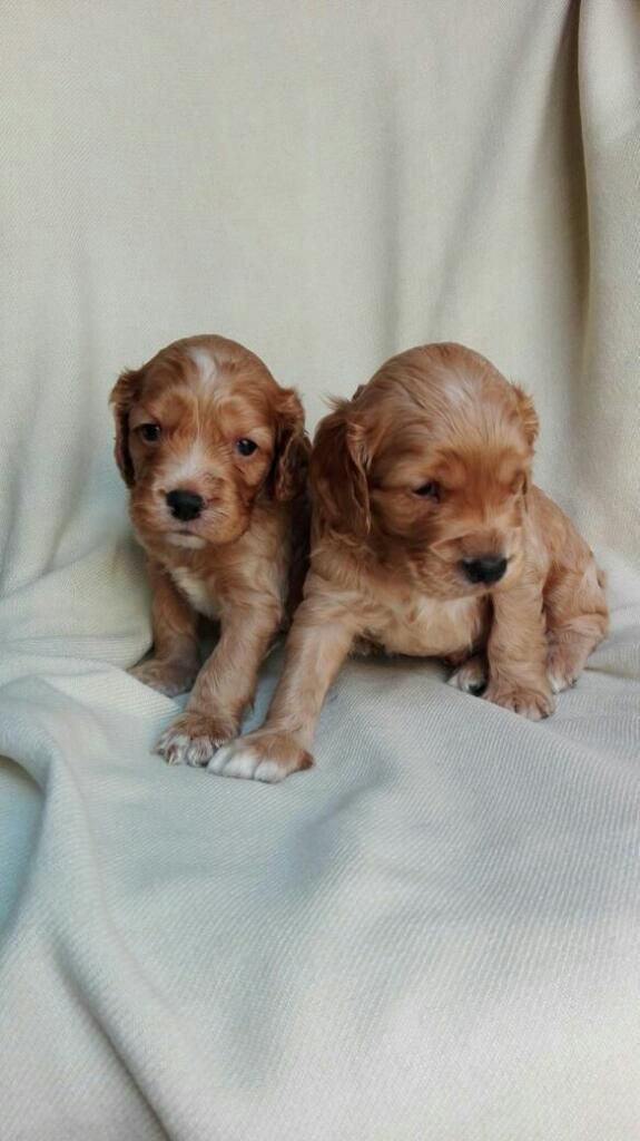 Cocker Spaniel