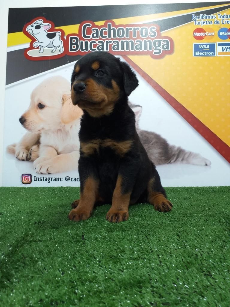 Decidida Rottweiler