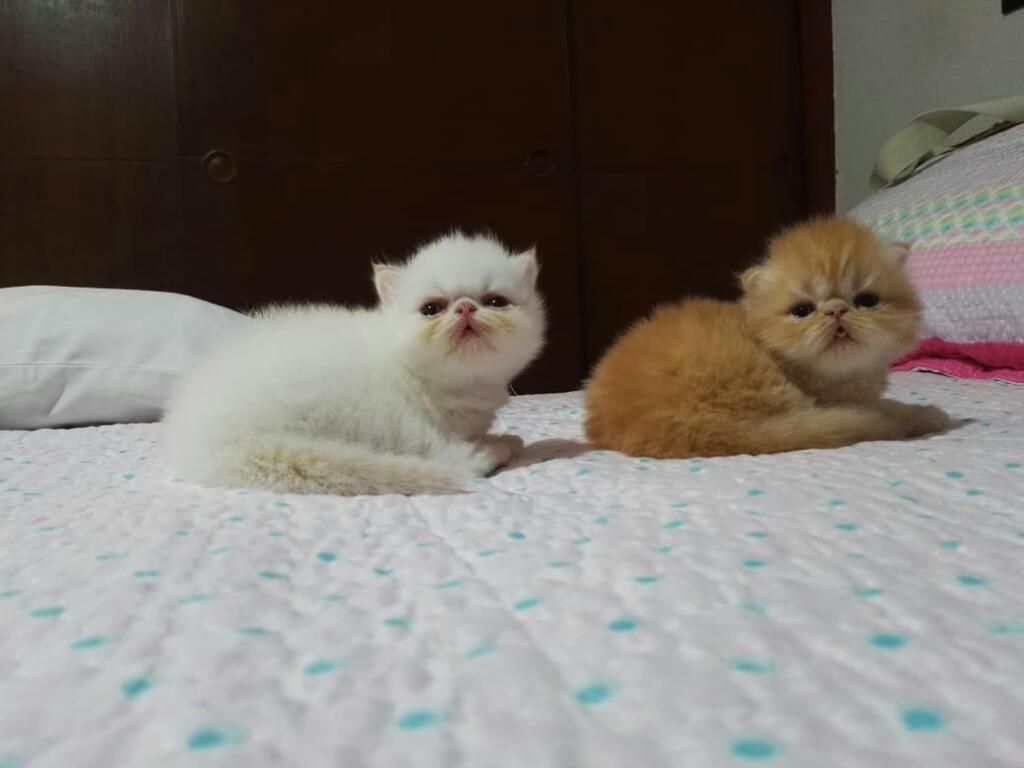 Gatos Persa Cachorros