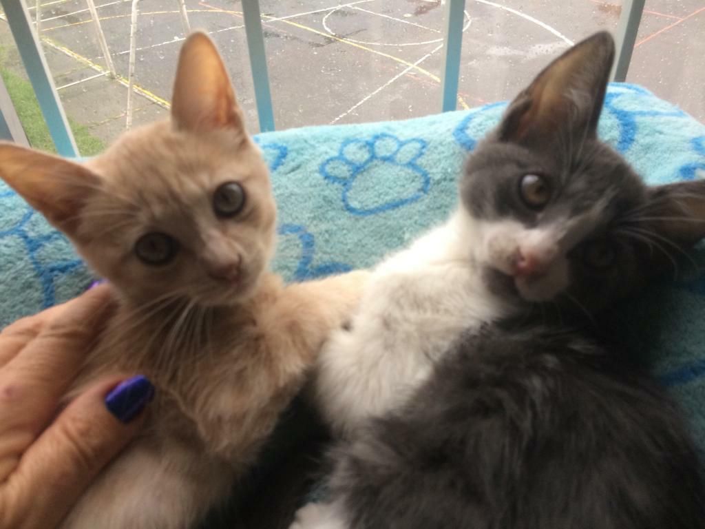 Gatos en Adopción
