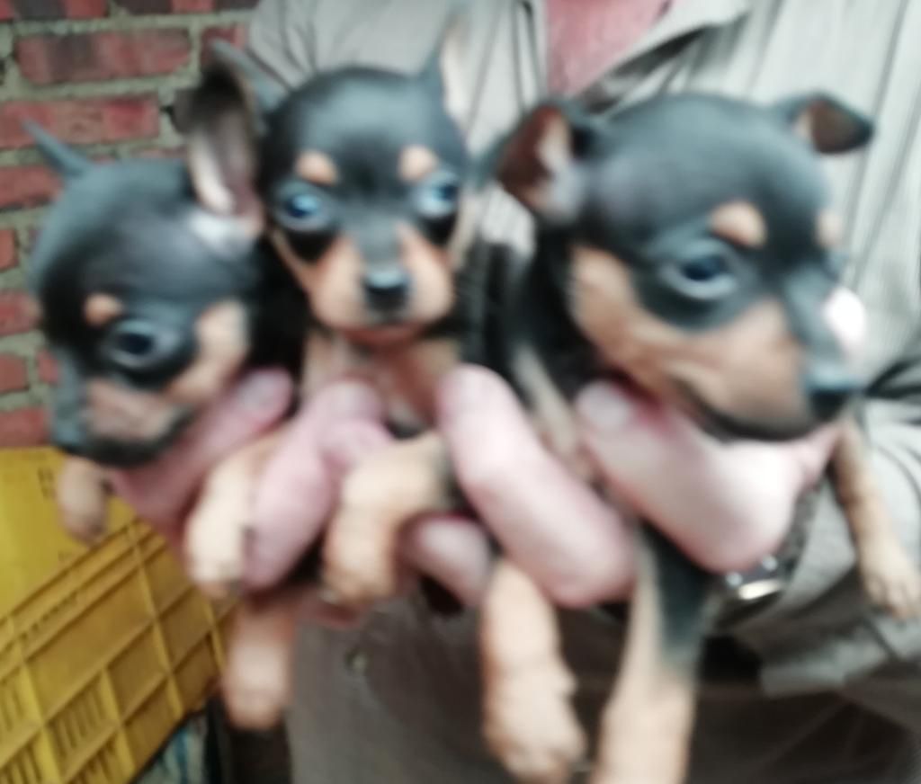 Hermosos Cachorros Pincher