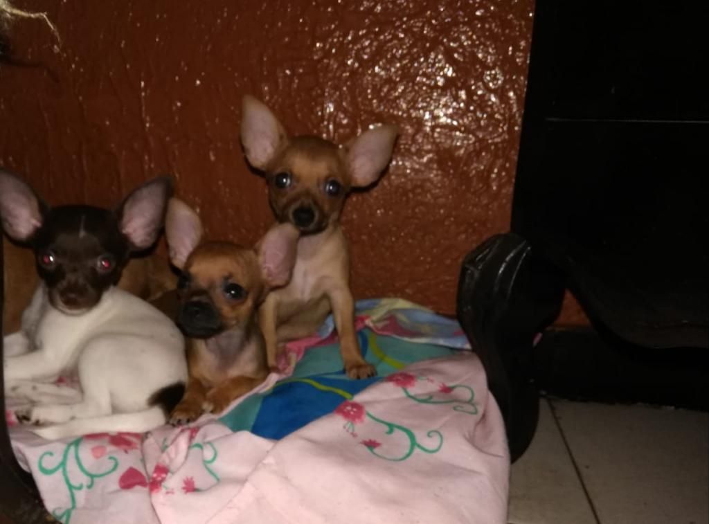 Hermosos Chihuahua para La Venta
