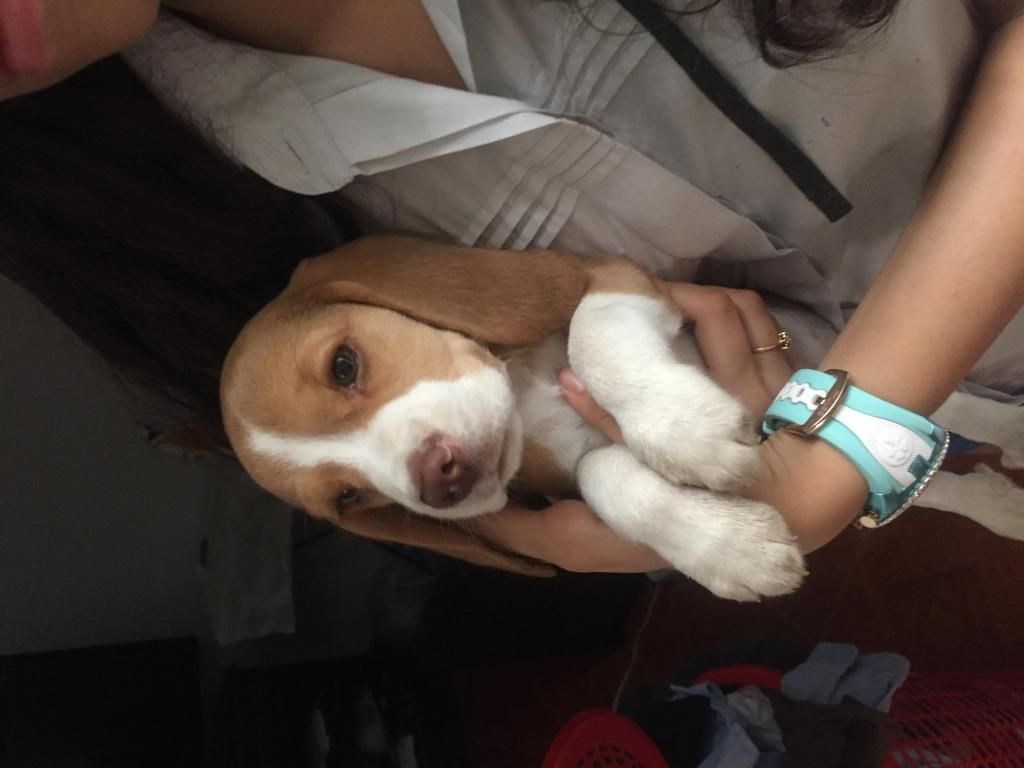 Hermosos beagles