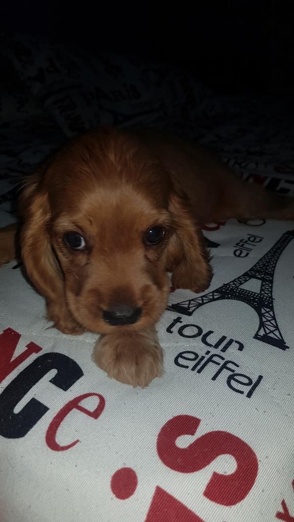 Lindos Cachorros Cooker Spaniel