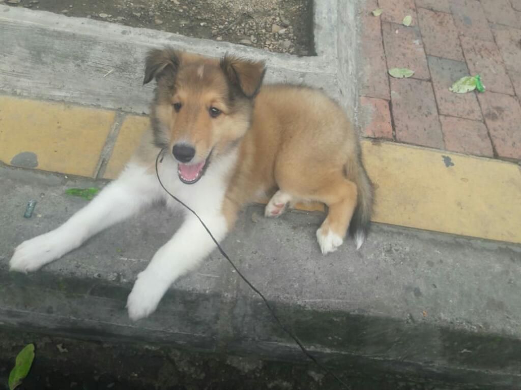 Lindos Cachorros Pastor Collie