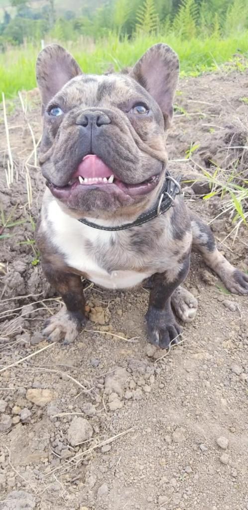 Monta de Bulldog Francs extico Merle