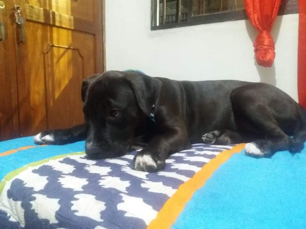 Pitbull de 7 Meses