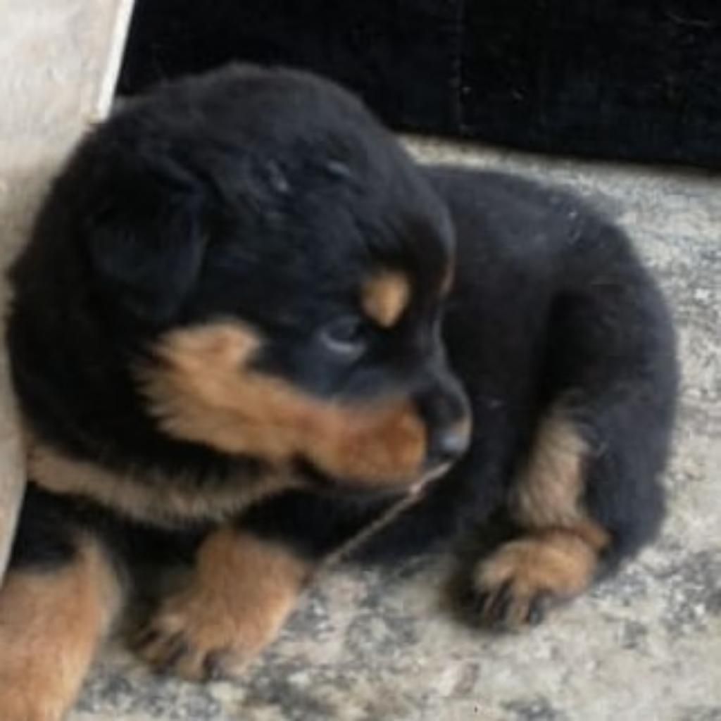 Roweiler para La Venta