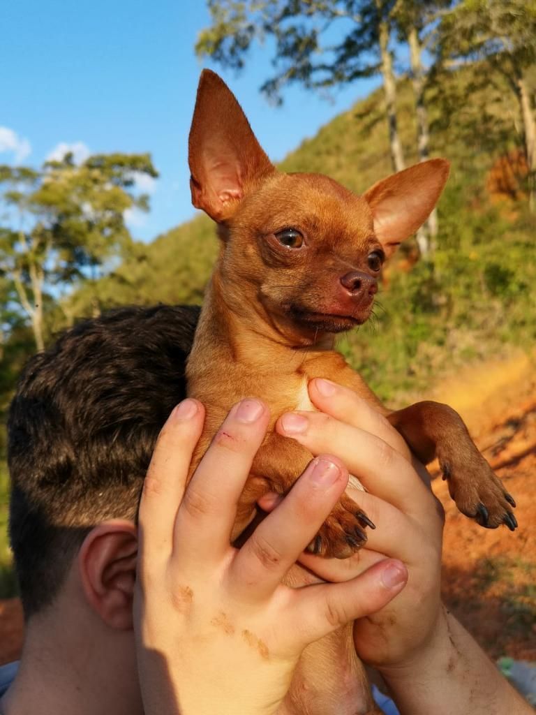 Salto de Perro Chihuahua