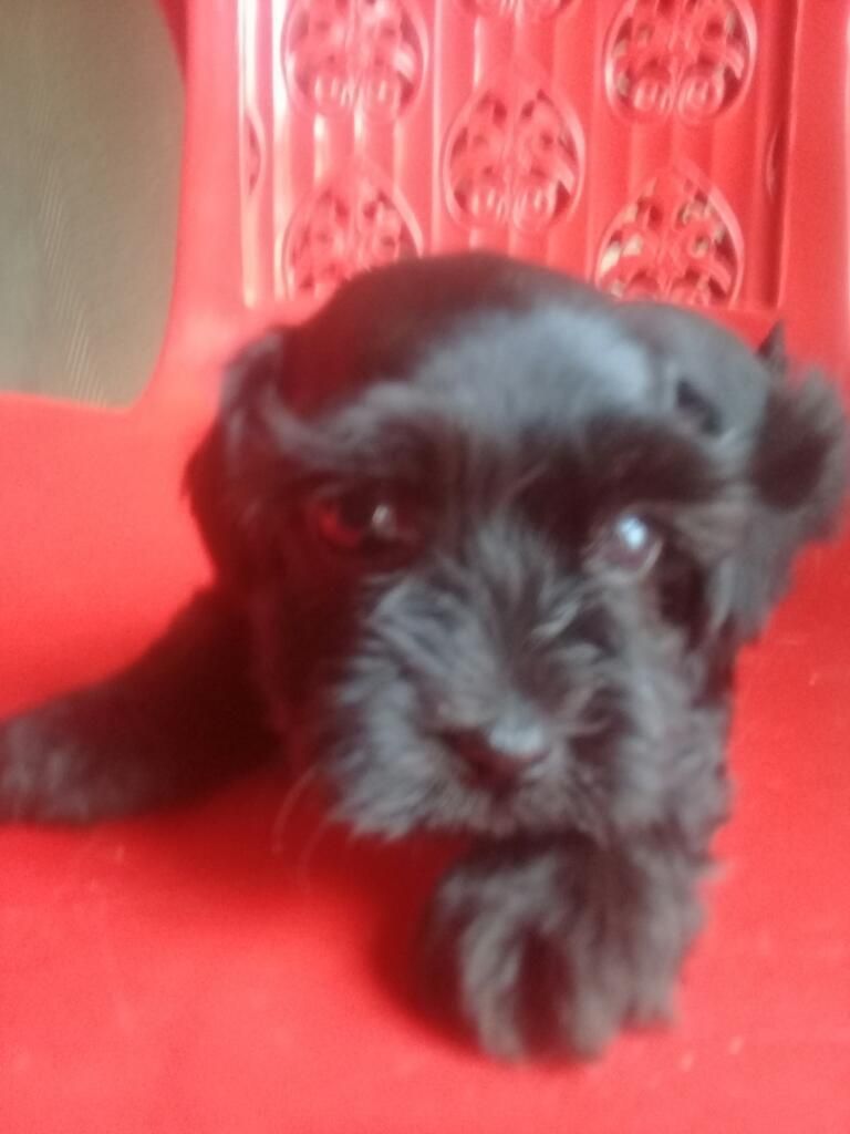 Se Vende Schnauzer