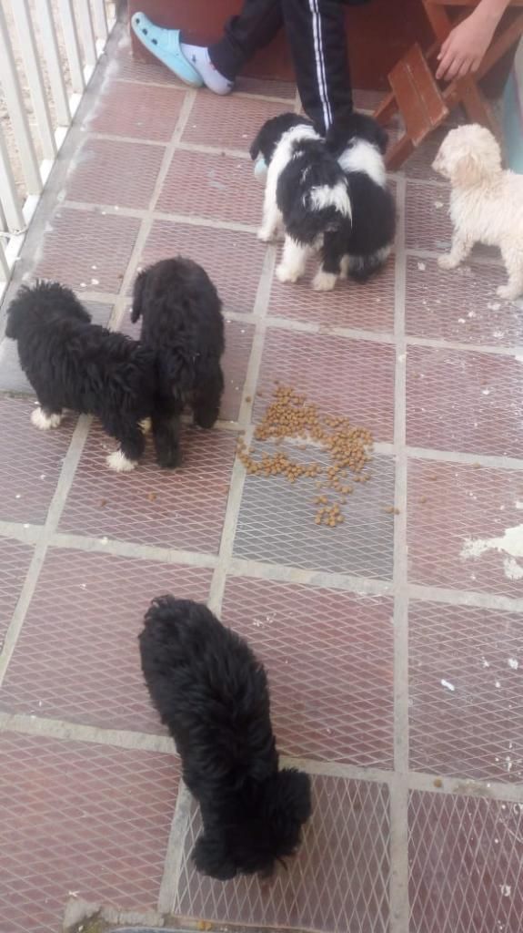 Se Venden Hermosos Cachorros