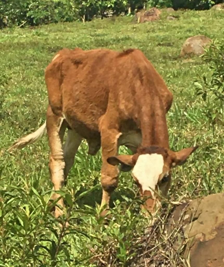 Ternero Simmental por Gyr (Simmgyr)