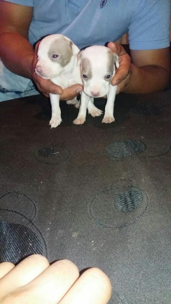 Vendo Cachorros Pitbull Inf.