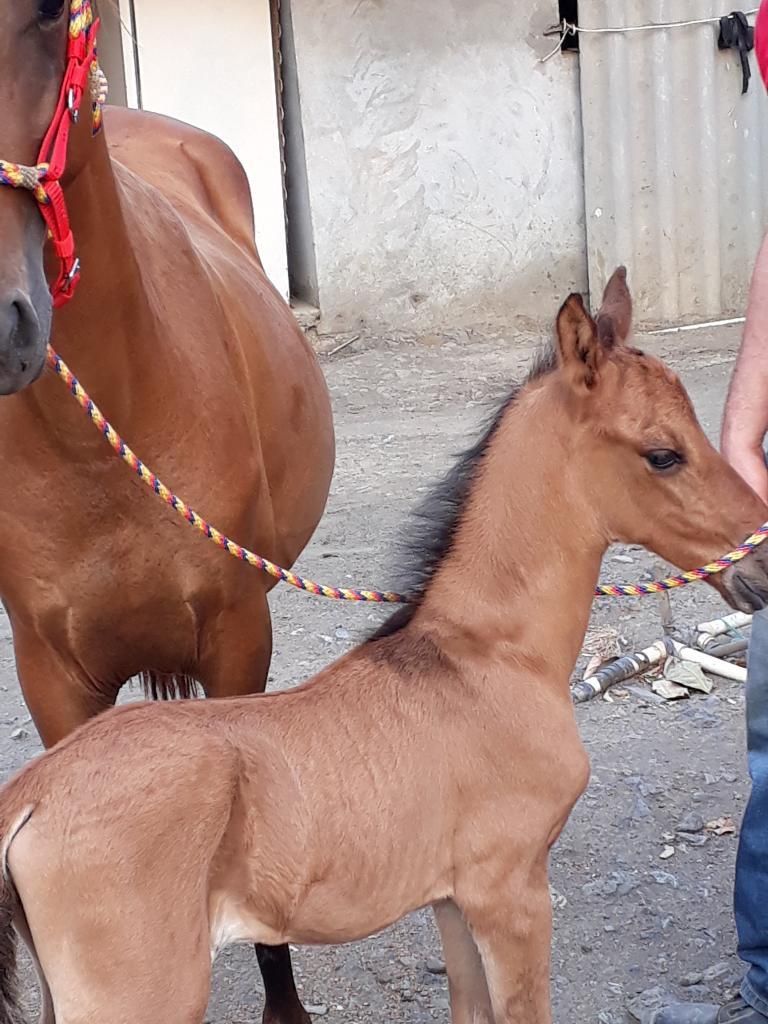 Vendo Hermosa Llegua con Su Potranca