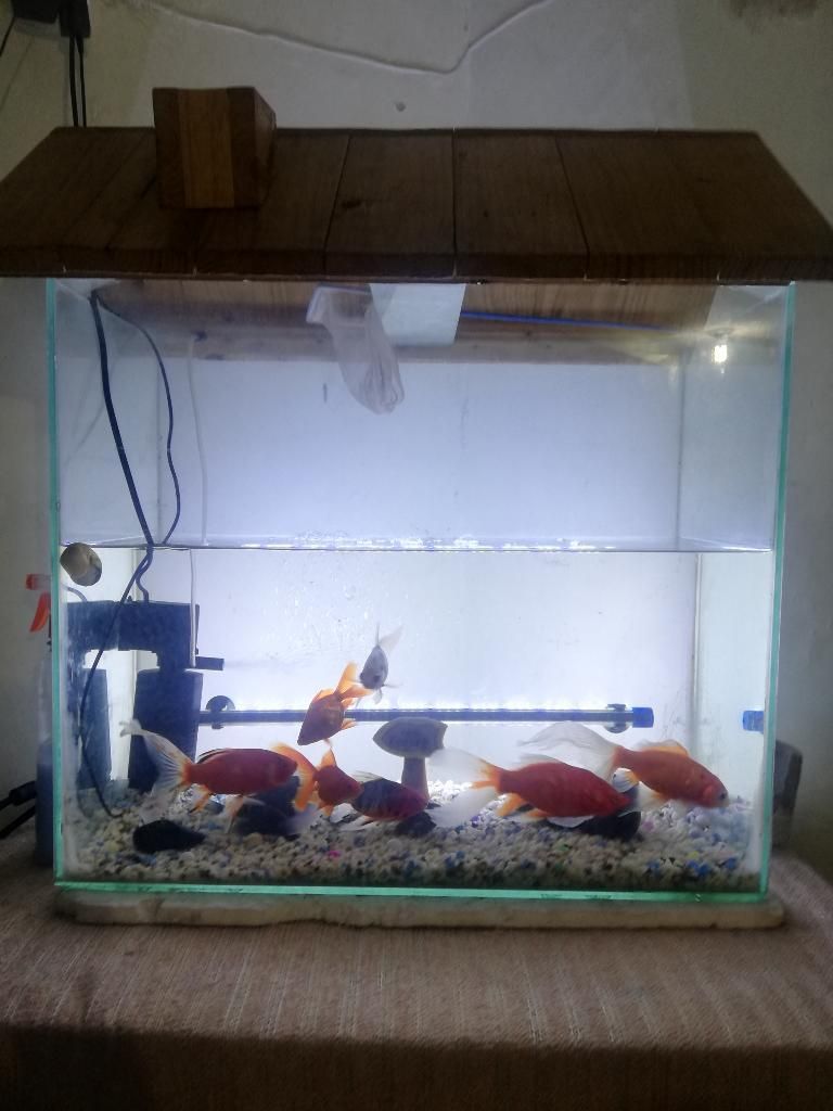 Vendo Pecera con Peces en Full Estado