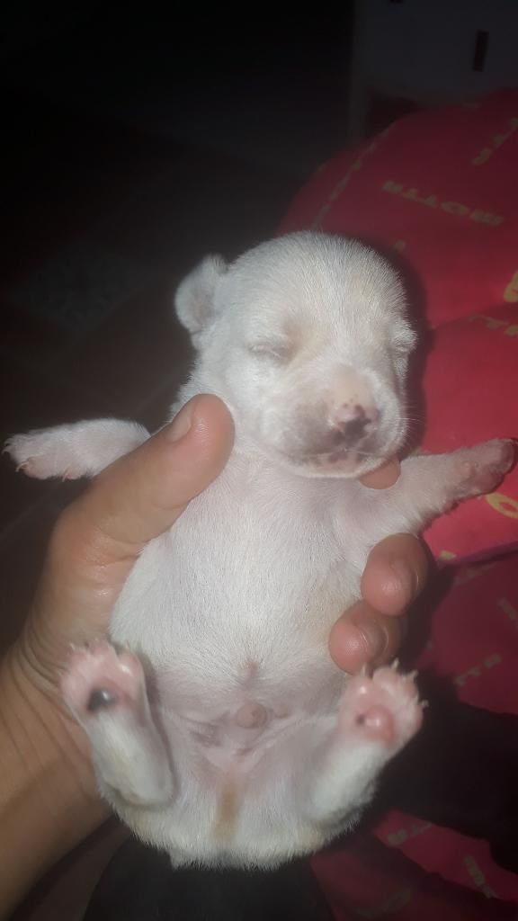 Vendo Perritos Pincher Machos