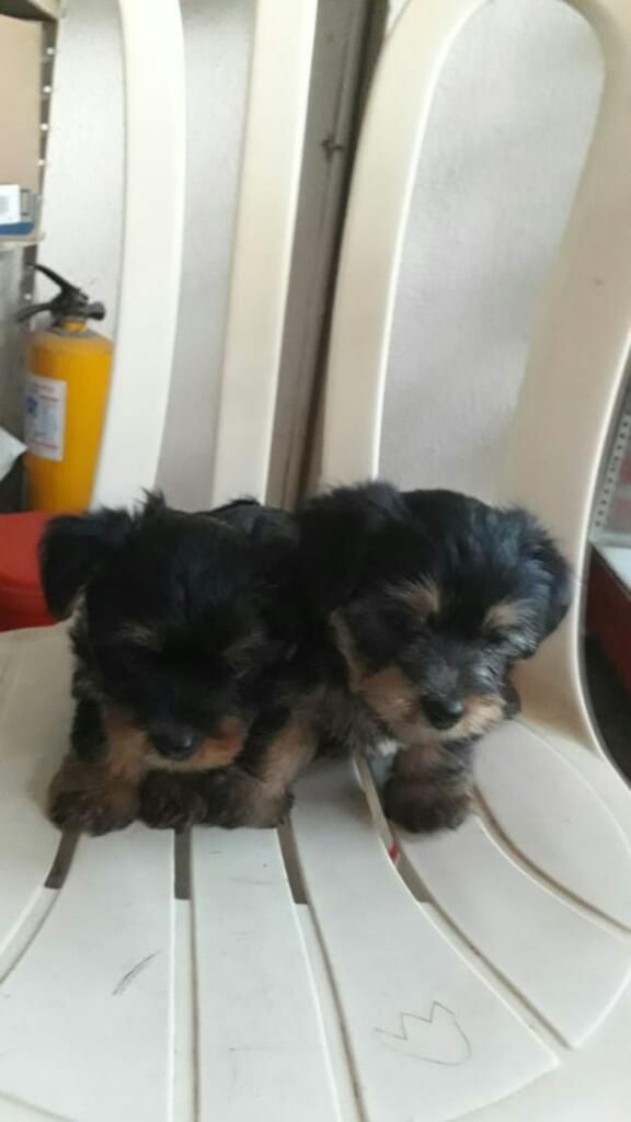 Vendo Tiernos Yorky