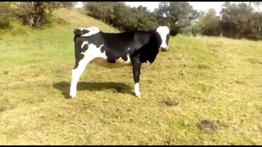 Vendo Vaca Holstein