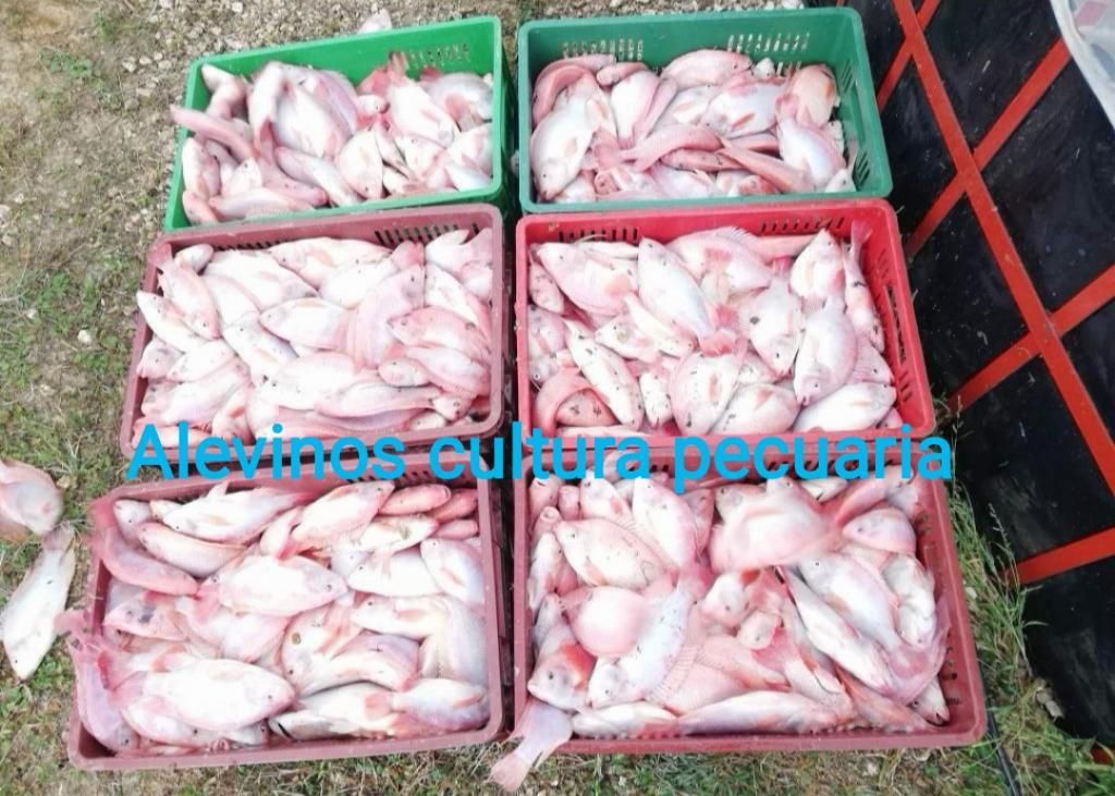 Venta de Alevinos, Tilapia, Bocachico Et