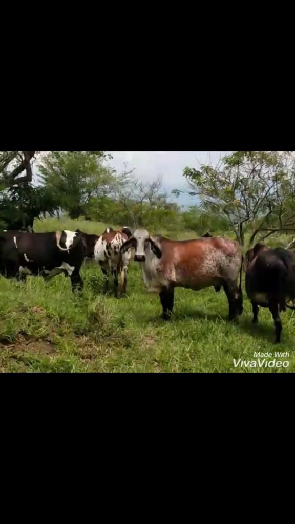 Venta de Vacas Lecheras Gyrolando
