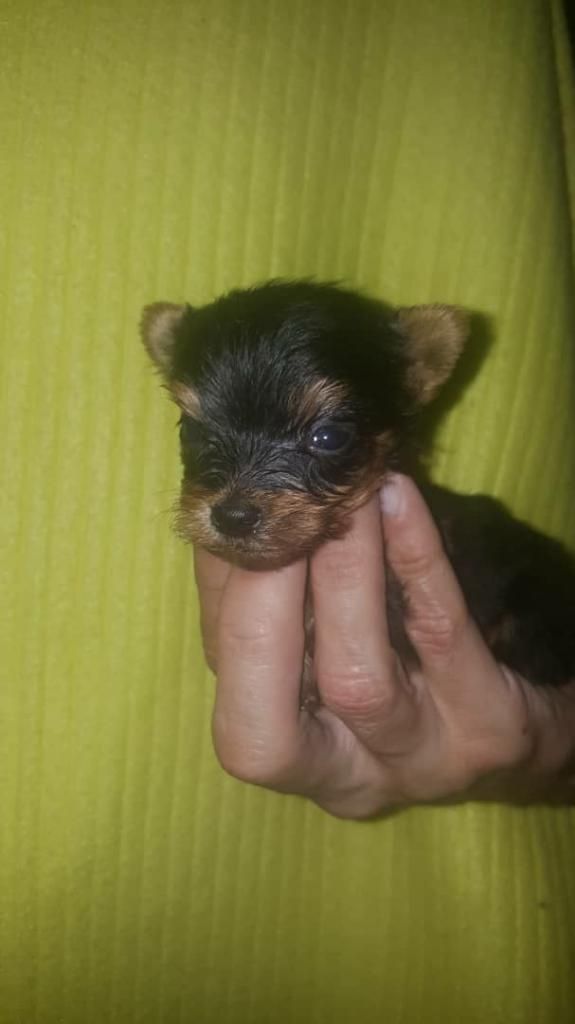 Yorkshire Terrier Mini Macho