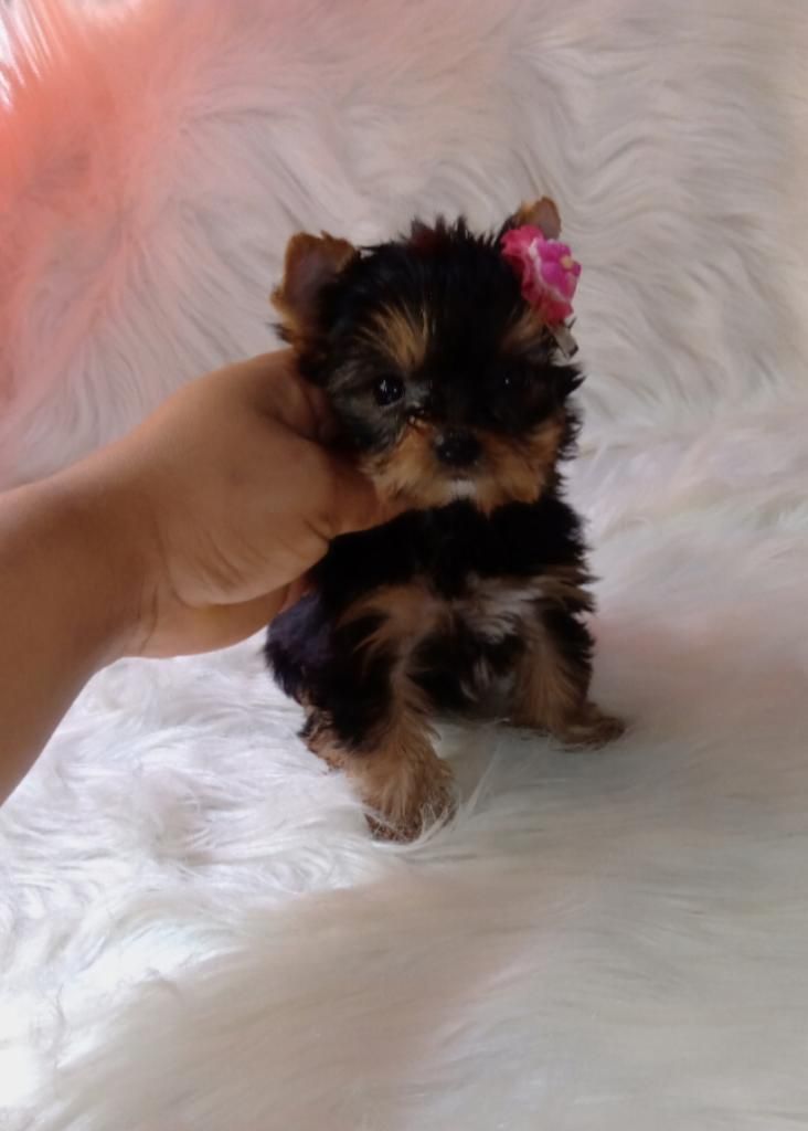 Yorkshire Terrier Mini Toy