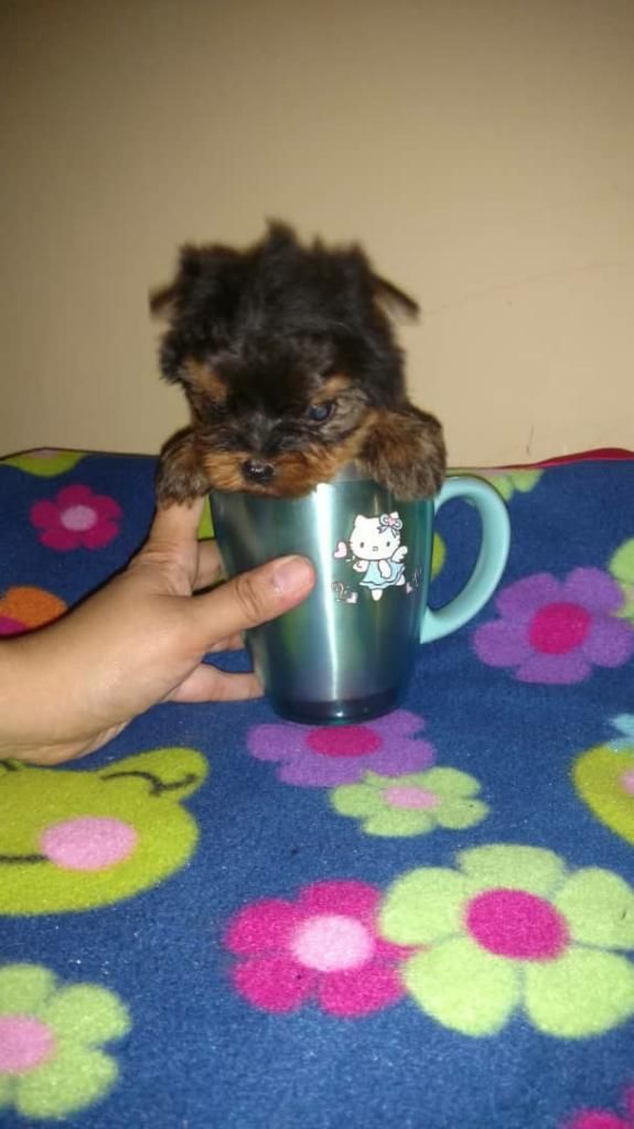 Yorkshire Terrier Te Cup Hermoso