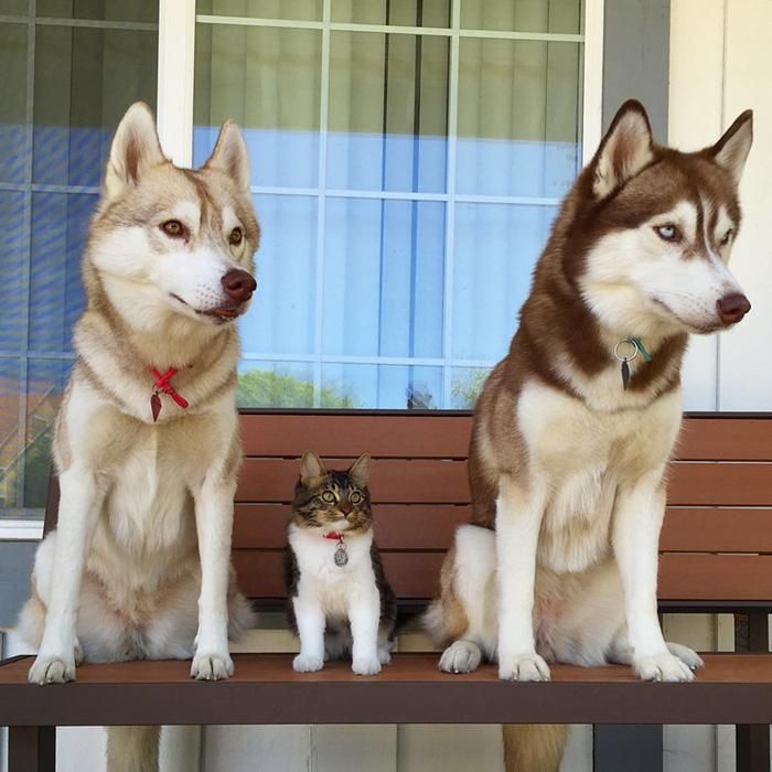 husky siberian con lobo