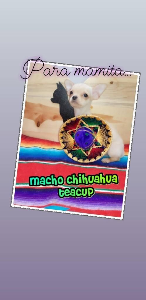 para Mamita...un Chihuahua!