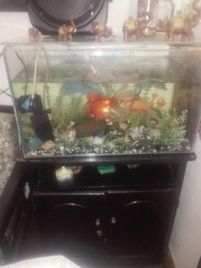 se vende acuario con bomba de aire, lampara y decoraciones