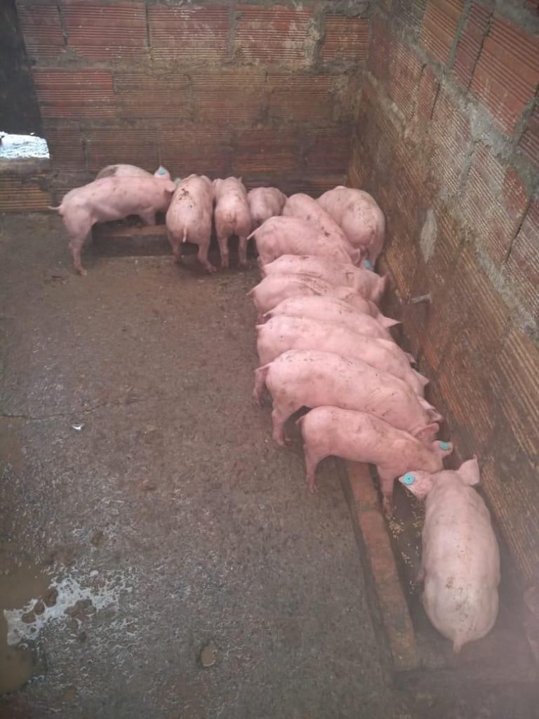 venta de 30 cerdos pietran con landrece 60 dias de nacidos