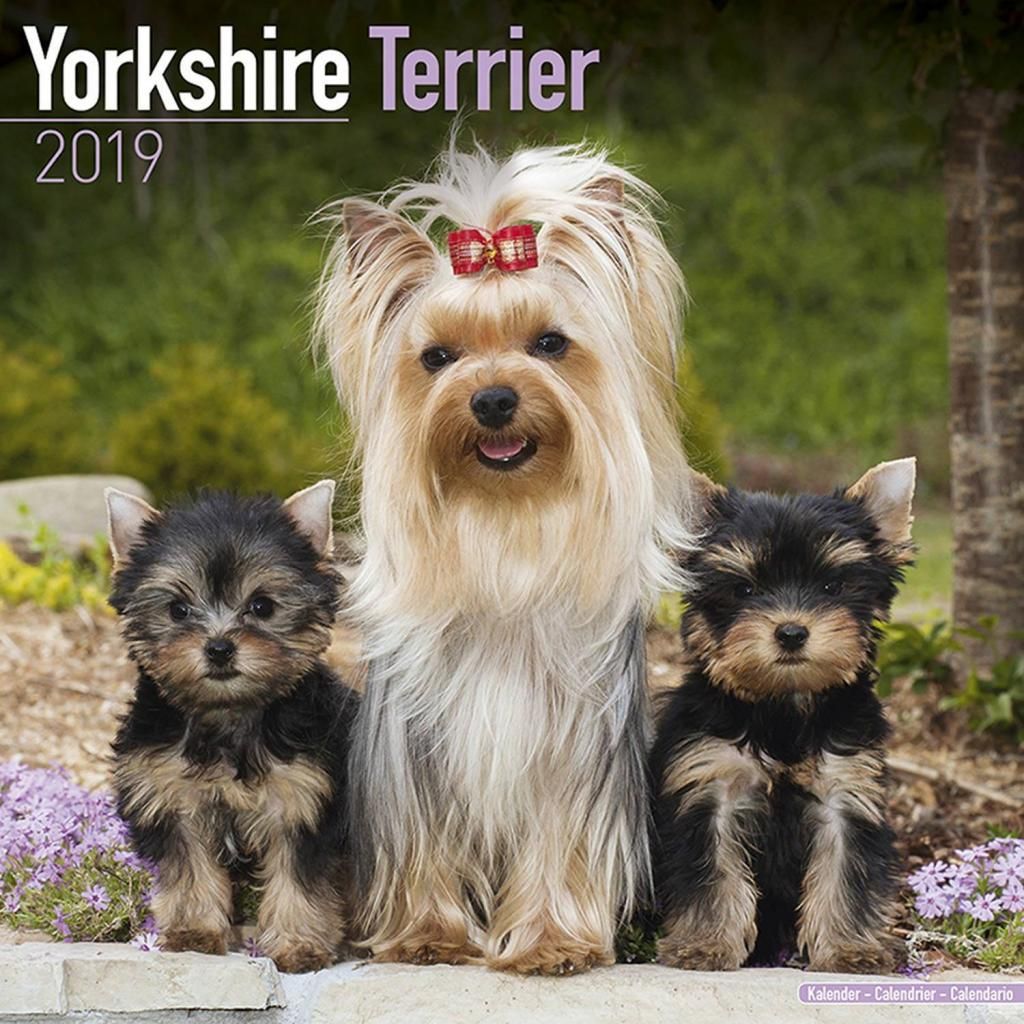 yorshire terrier