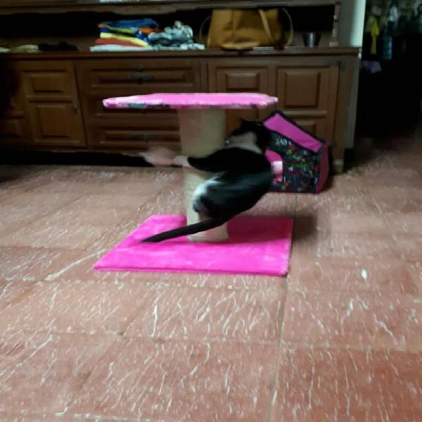 Gimnasio para Gato