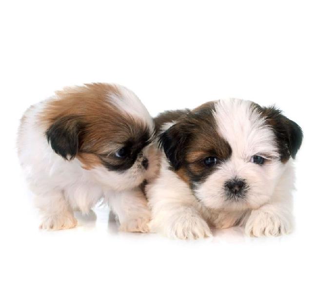 Disponibles Shitzu Mini Cachorros A Buen Precio