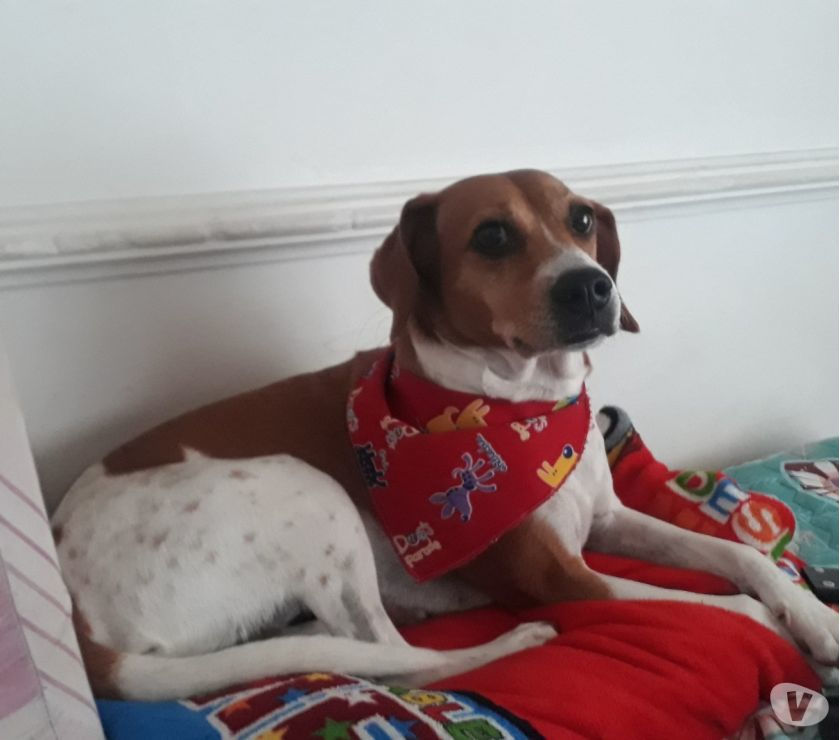 Doy una perrita Beagle en adopción
