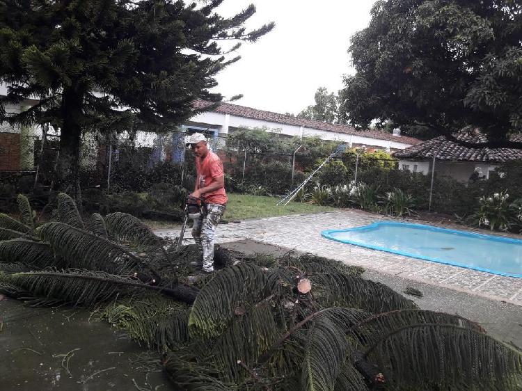 Poda Y Tala de Árboles