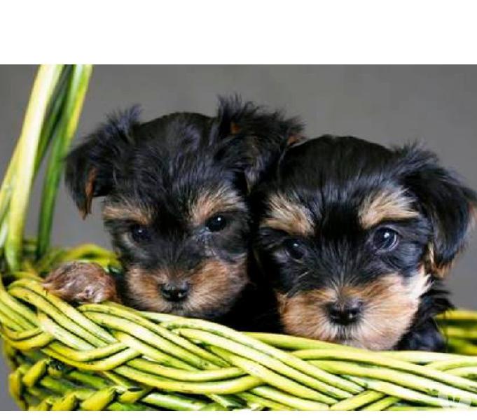 Garantizamos Raza Yorkie Mini Disponibles
