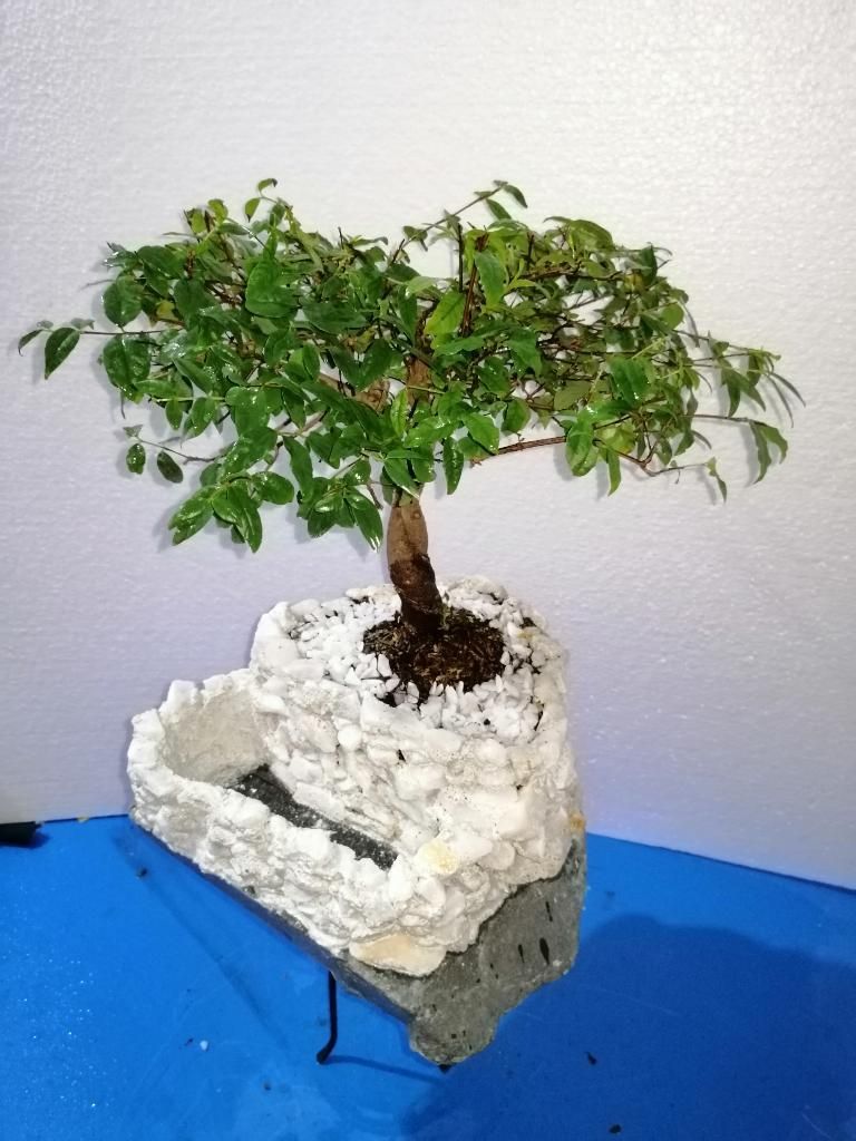 Hermosos Bonsai para Toda Ocasión