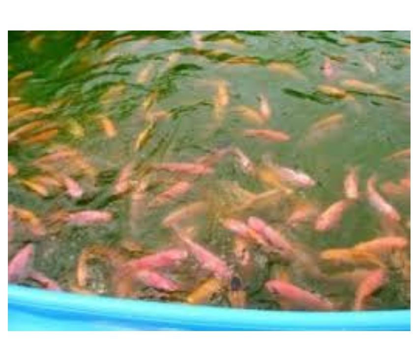 tanques para cría de peces