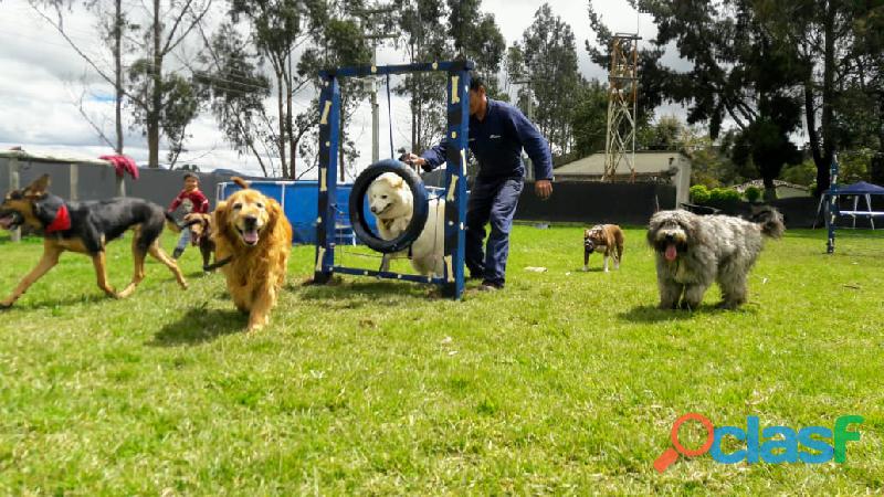 Adiestrador Canino Bogotá domicilio