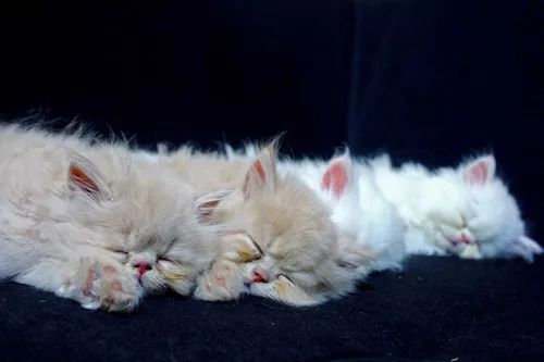 Adorables Gatos Persas