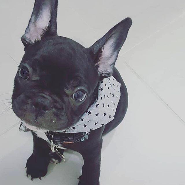 BULLDOG FRANCES trenor