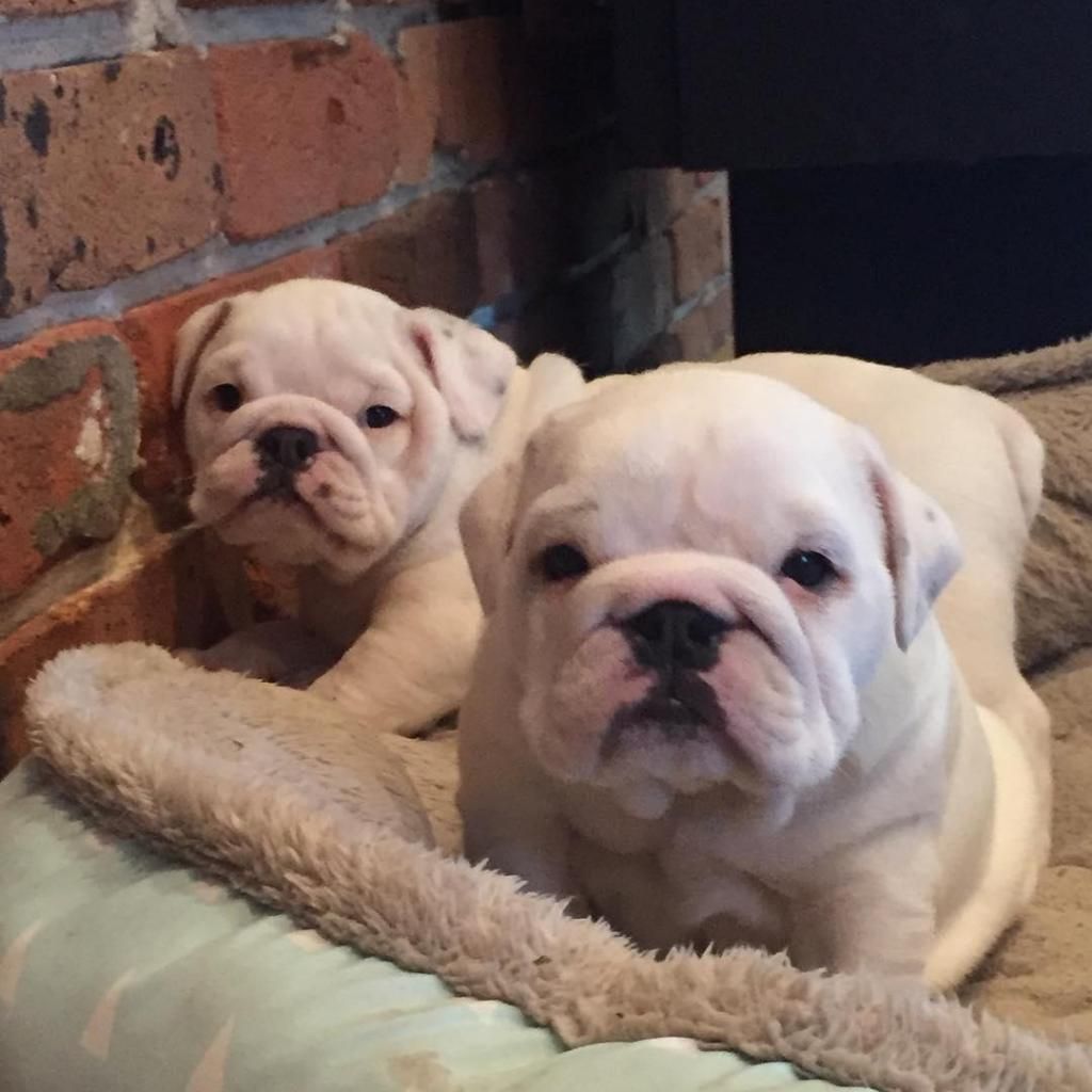 BULLDOG INGLES leilo