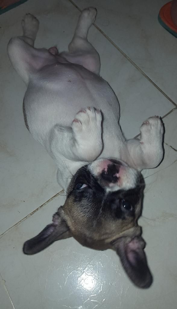 Cachorra Bulldog Frances