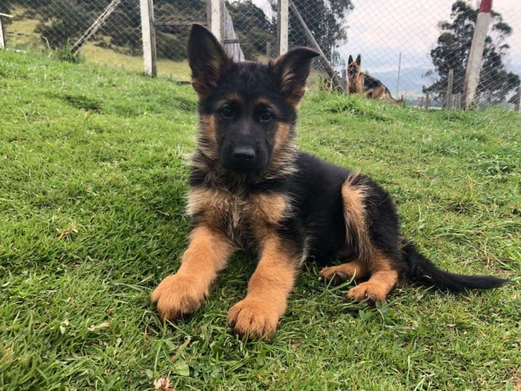 Cachorra Pastor Alemán Dispónibles