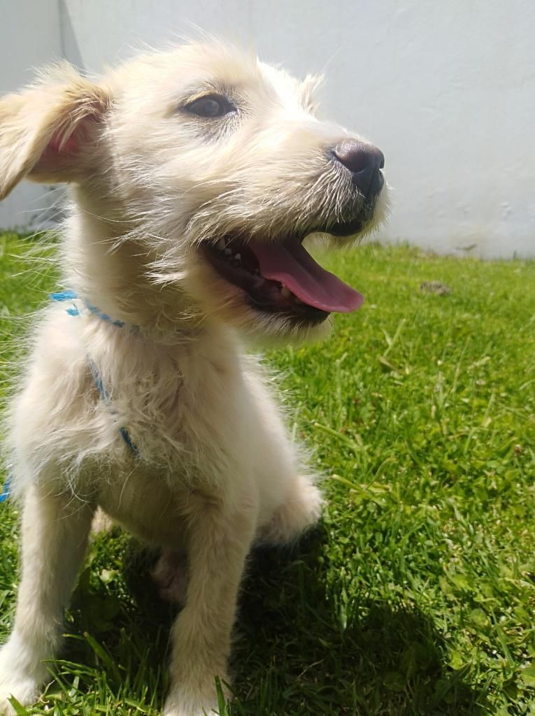 Cachorrito en Adopción