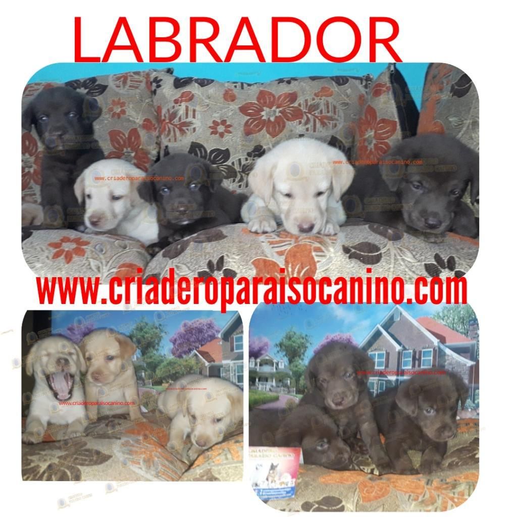 Cachorritos Labrador Dorados Y Chocolate