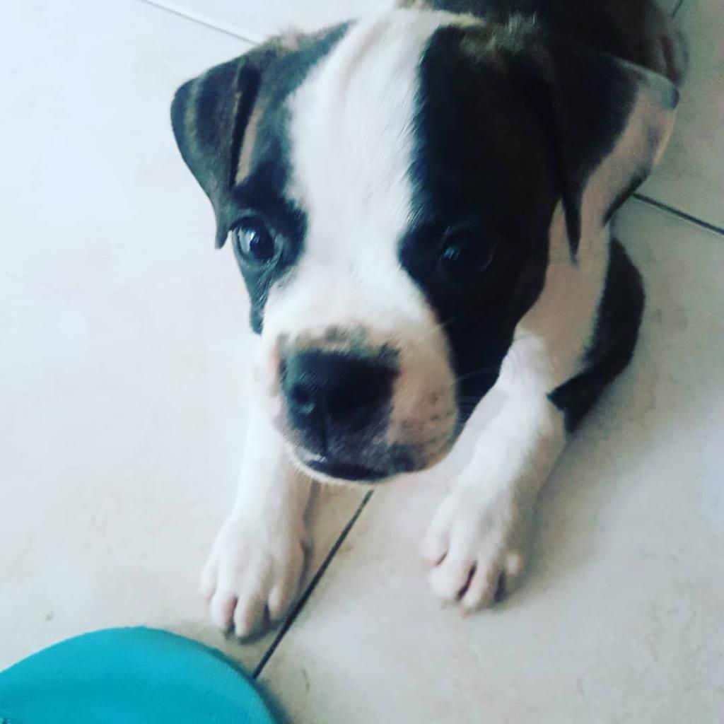 Cachorro Macho Dos Meses