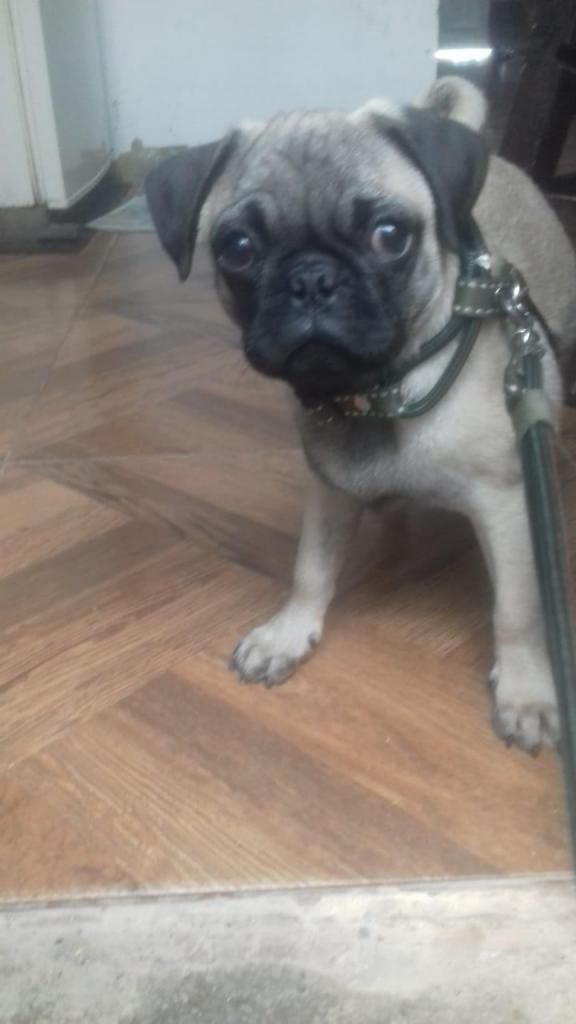 Cachorro pug